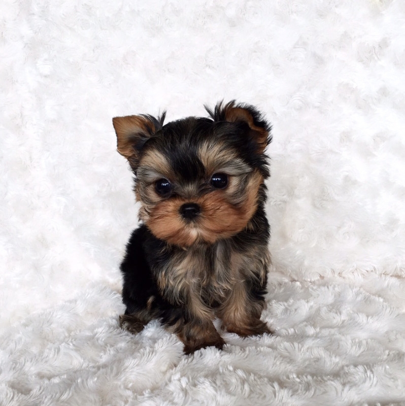 Very tiny Yorkie puppies