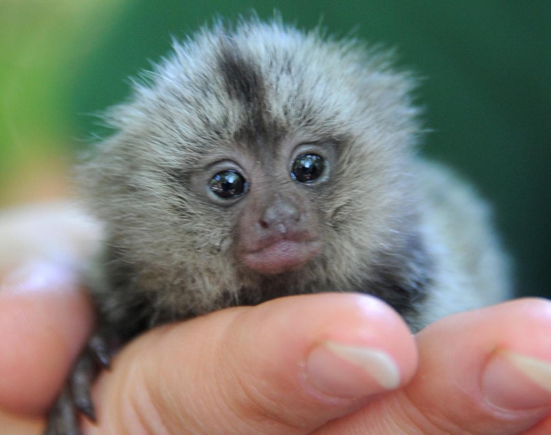 lovely pygmy marmoset monkeys available TEXT (410)