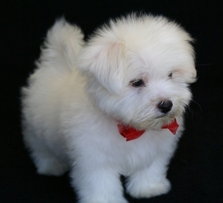 Maltese Puppies for sale buy Maltese Puppies