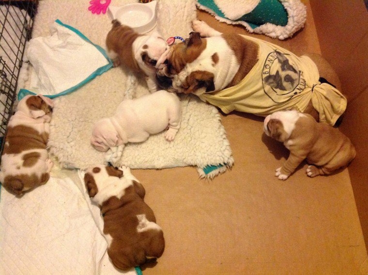 adorable English bulldog puppies