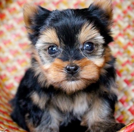 Absolutely Healthy Yorkie Puppy