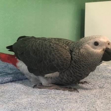 African Grey Congo