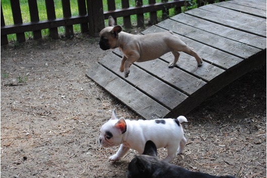 Stunning French bulldog puppies 