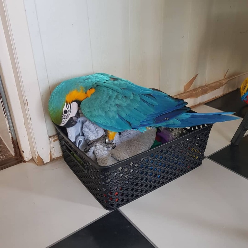 macaw3.jpeg