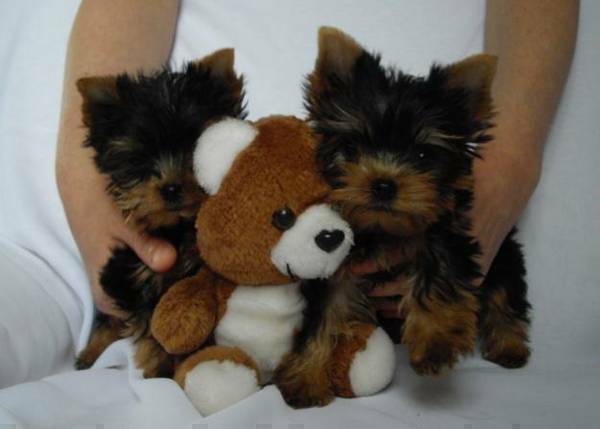 cute yorkie puppies.5152978920