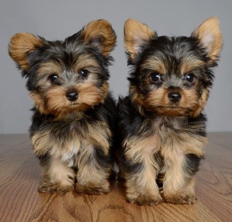 Adorable Yorkie Puppies For Free Adoption