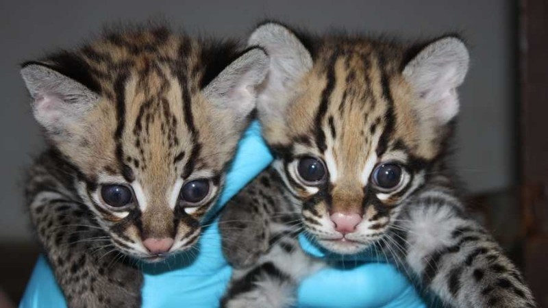 Ocelot babies for Sale