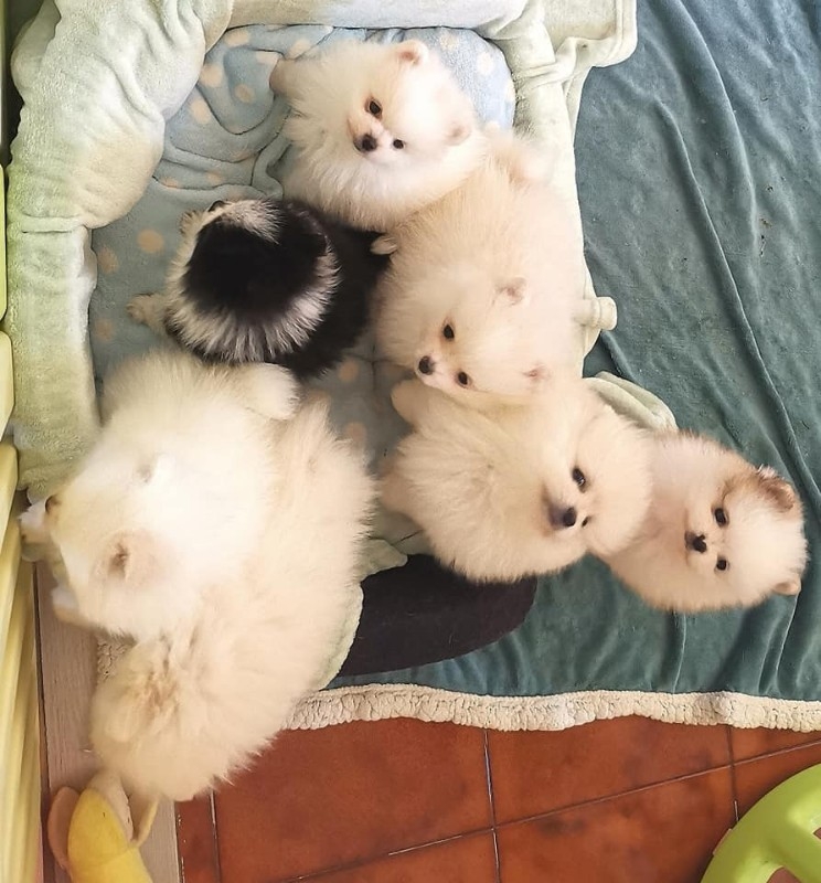 Purebred Pomeranian Puppies