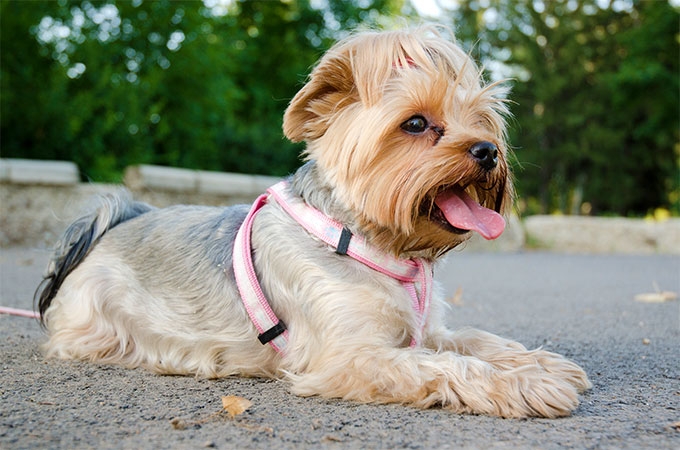 yorkie puppies for sale