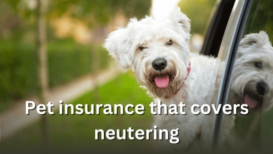 Pet insurance that covers neutering