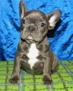 Beautiful French Bulldog Puppies