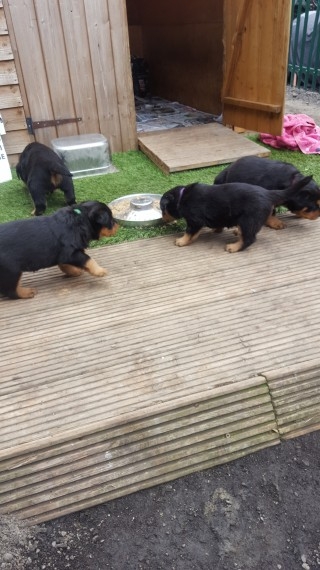 Georgeous Rottweiler Pups .Text (404) 829-4591