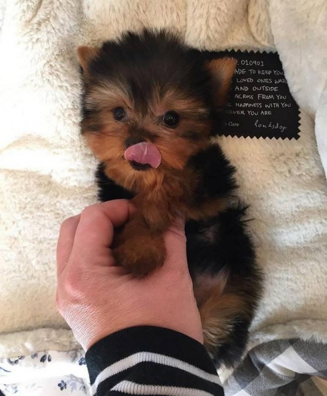 TEACUP YORKIE PUPPIES AVAILABLE FOR NEW HOME.