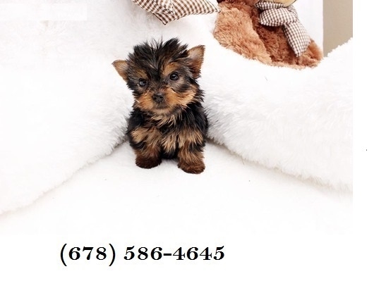 ♥♥♥ Tiny CUTE Tea-cup Yorkies Pu.ppies Need 4ever 