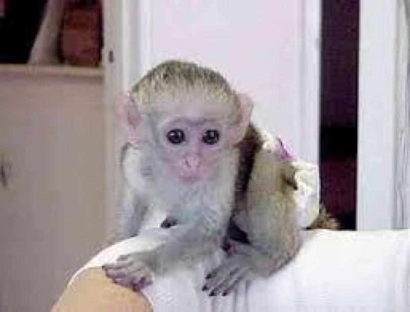 Adorable friendly monkey for sale