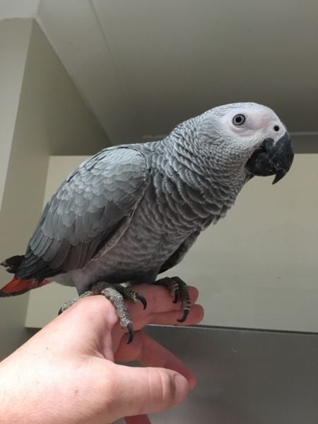 Sweet and lovely African grey parrots for sale