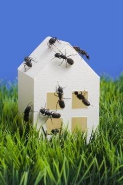 Pest Control &amp; Exterminators in Auburn ME