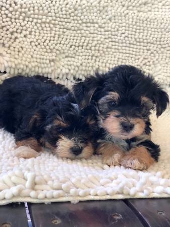  Yorkie puppies need a good homes.