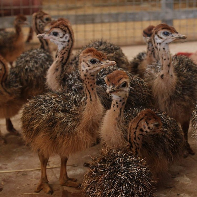 X-MAS OSTRICH CHICKS AVAILABLE