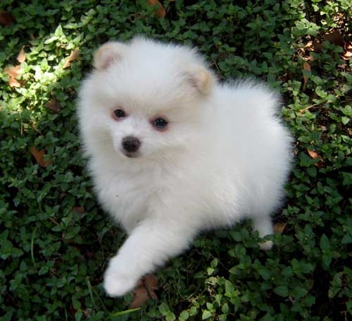 Teacup Pomeranian Puppies Available (719) 982-8517