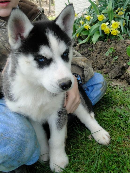 Siberian husky pups