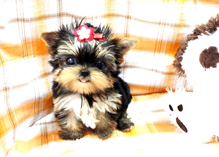 I need to rehome my female yorkie,s