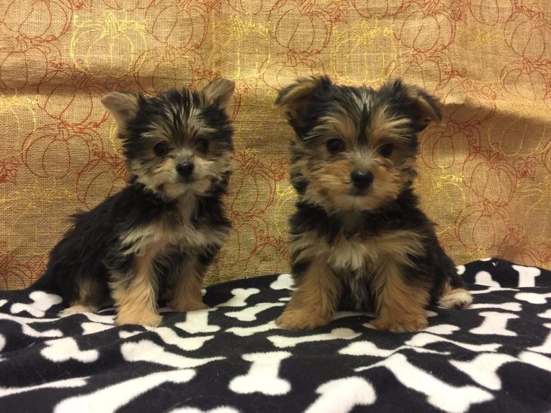 AKC Mini Healthy Yorkie Puppies