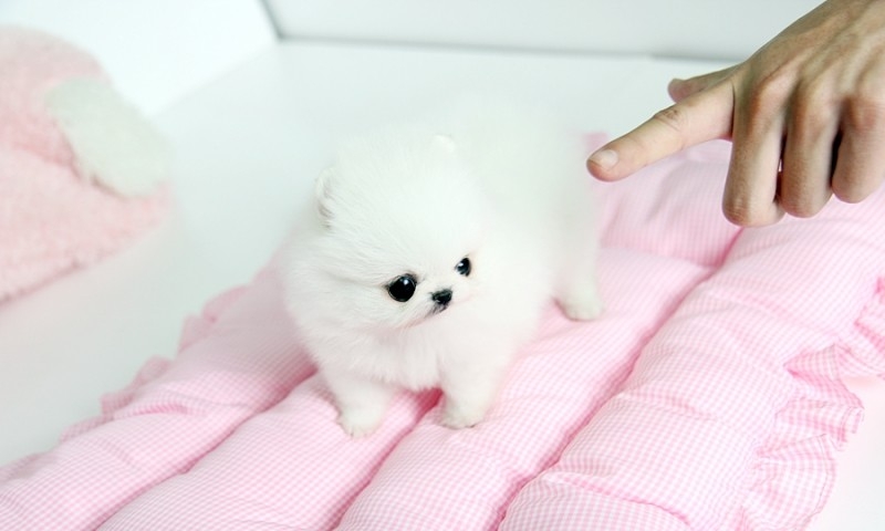 Male and Female Pomeranianss Puppies Available for