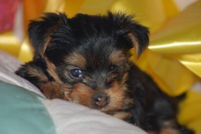 Yorkie puppies available for adoption