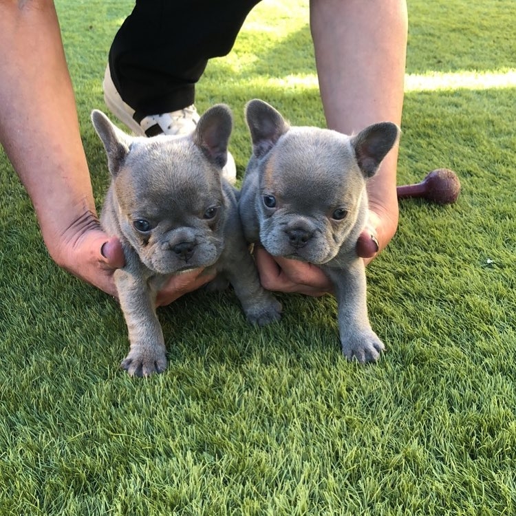 Purebred French Bulldog Puppies For Sale 