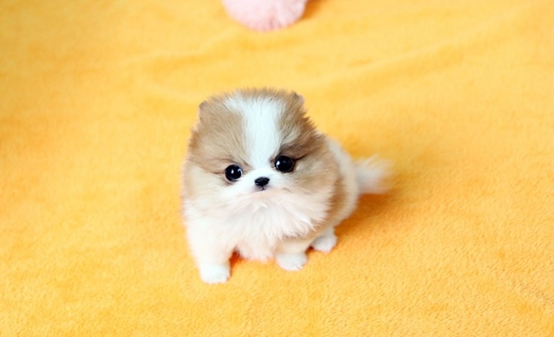 IDEAL POMERANIAN PUPPIES  for free