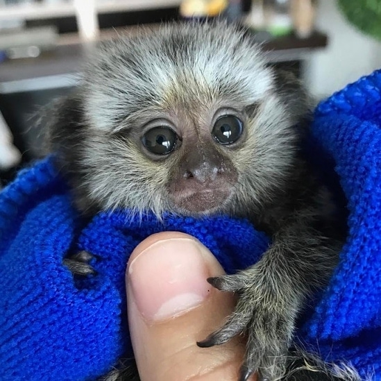 Nice And Adorable Marmoset Monkeys For Adoption.