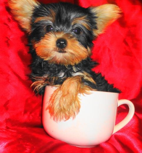 Teacup Yorkie puppies Text at (339) 970-9126