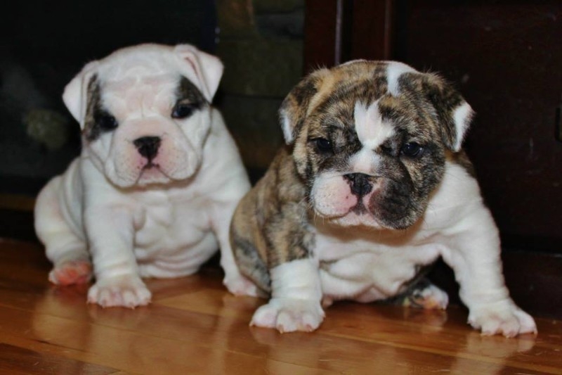 12 week old male and female English bulldog