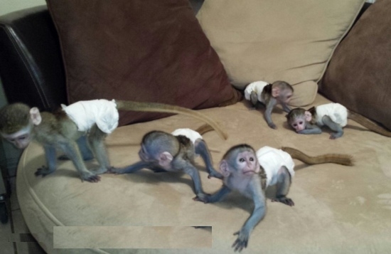 Sweet Babies Capuchin Monkeys for sale 