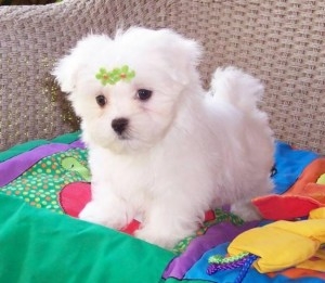 Maltese puppies