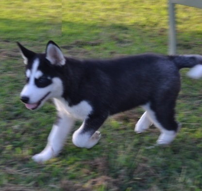 Siberian puppies male and female for adoption