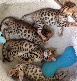 Pure Bengal kittens