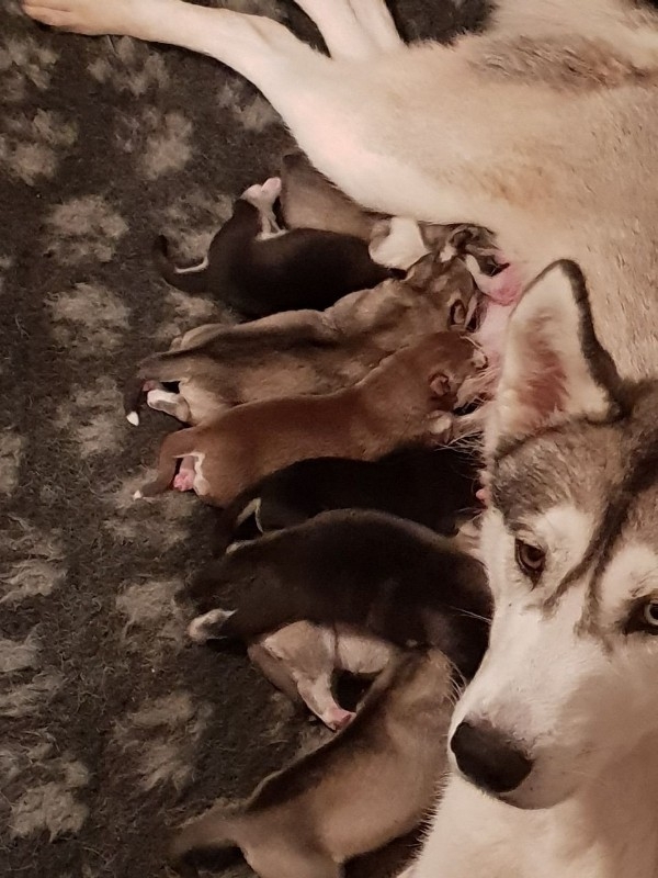 Rare white Husky  puppies