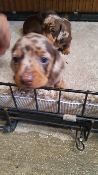 Kc Registered Dachshund Longhaired Puppies