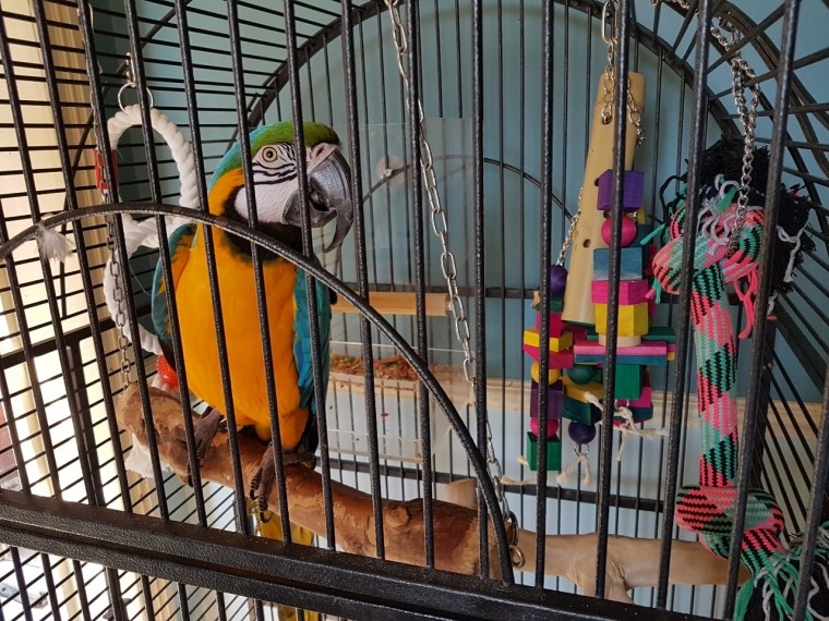 Laughing Blue &amp;gold Macaw