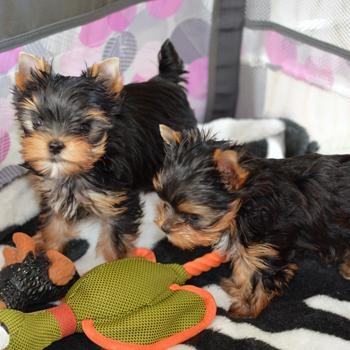 Teacup Yorkie puppies