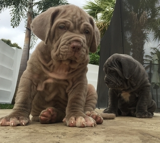 Neapolitan Mastiff Black Blue M/F Puppies For New 