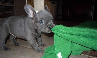 Beautiful Blue French Bulldog Puppies Available