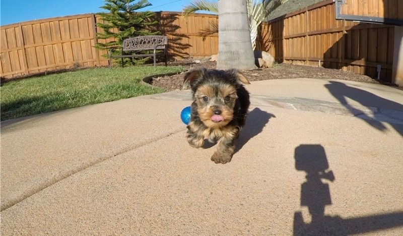 Registered Yorkshire Puppies For Re-Homing