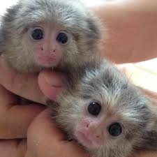 Pygmy Marmoset Monkeys available for adoption