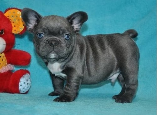 Pure Blue French Bulldog puppies Text Us At (503) 