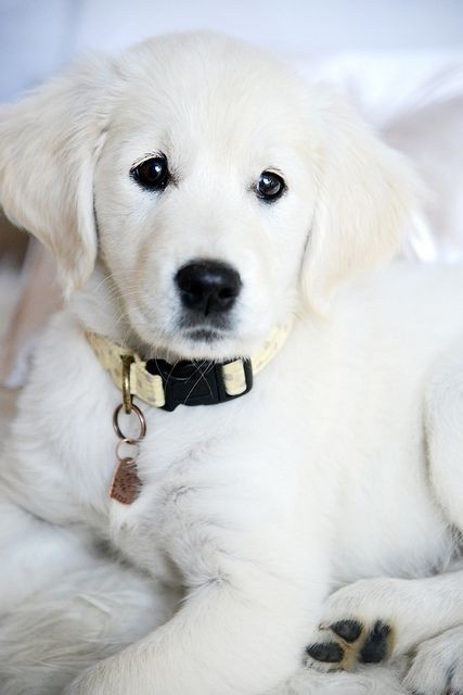 ADOPT A WHITE LABRADOR RETRIEVER DOG. 