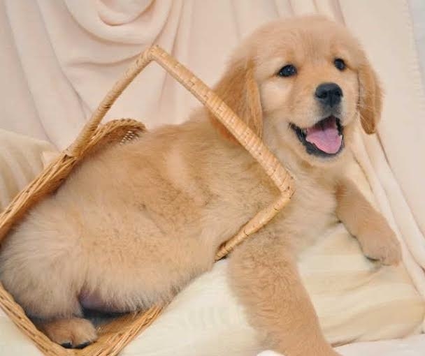 AKC M/F Golden Retrievers Pups Available Now.