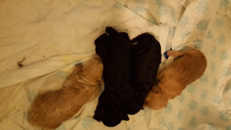 Toy Poodle Pups